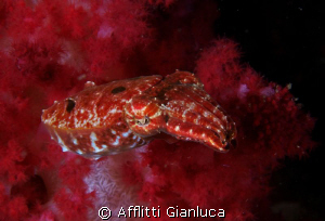 red sqid by Afflitti Gianluca 